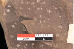 Foto (Detailsansicht) von Quercus palaeoilex Ettingshausen (NHMW-GEO-2024-0188-0948)